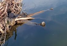 FOTO: Descoperire macabră la Târgu-Cărbunești