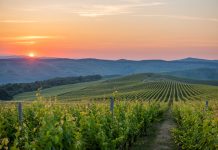 Ce spun specialiștii Jidvei despre perioada de acumulare a zaharurilor în struguri