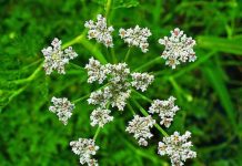 Chimion (Carum carvi) – beneficii și proprietăți