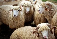 APIA efectuează plata ajutorului de stat în sectorul creșterii animalelor