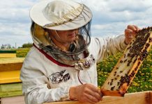 Ajutor de minimis pentru apicultorii gorjeni
