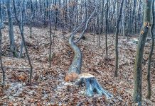 Bărbat cercetat după ce ar fi tăiat arborii vecinului