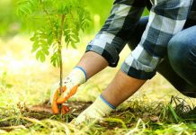 Se dau bani pentru împăduriri