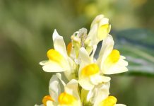 Linăriță (Linaria vulgaris) – beneficii și proprietăți