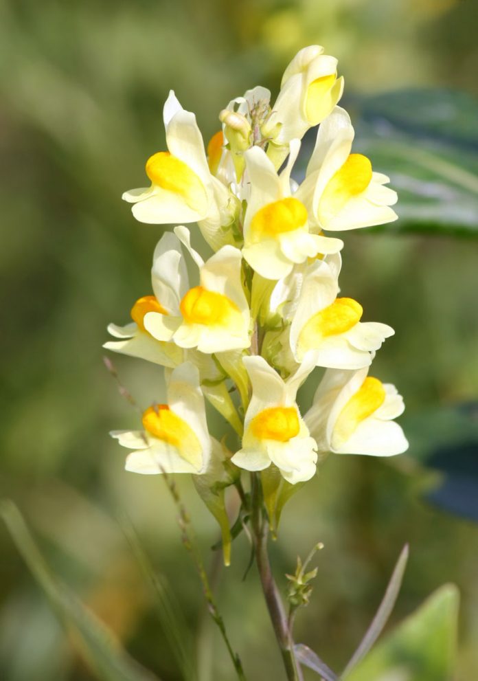 linaria_vulgaris