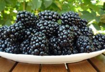 Producție bună la mure anul acesta!