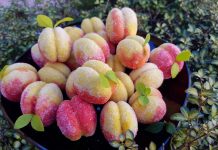 Rețeta săptămânii – Piersicuțe fragede