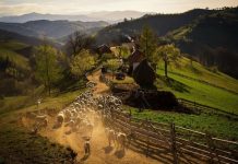 Festivalul „Coborâtul oilor de la munte” se va desfășura online