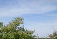 Deșeuri abandonate pe Dealul Târgului! Se lasă cu amenzi!