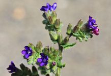 Limba boului (Anchusa officinalis) – beneficii și proprietăți