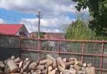 17 percheziții în Gorj la mafia lemnului