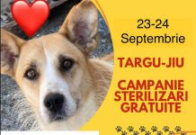 O nouă campanie de sterilizări a patrupedelor, la Târgu-Jiu