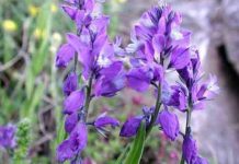 Amăreala (Polygala amara) – beneficii și proprietăți