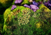 Lichenul de piatră(Cetraria islandica) – beneficii și proprietăți