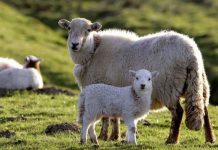 MADR a stabilit sumele pentru plata ajutorului de stat pentru creșterea animalelor