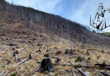 Protest împotriva tăierilor ilegale de păduri, la Târgu-Jiu