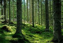 Peste 9.000 de hectare de păduri virgine în Gorj