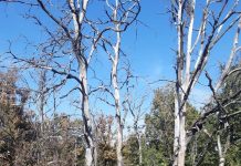 Amendă de 50.000 de lei pentru poluare accidentală