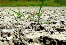 Pentru doar 10 zile – APIA Gorj primește cereri de solicitare a ajutorului de stat pentru culturile afectate de seceta pedologică