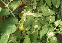 Agricultura pe înțelesul tuturor – Tuta absoluta, cel mai periculos dușman al legumicultorilor