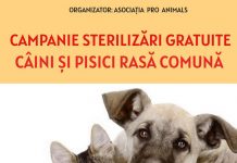 O nouă campanie de sterilizări gratuite a patrupedelor, la Târgu-Jiu