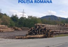 Material lemnos în valoare de aproximativ 640.000 de lei, confiscat de polițiști