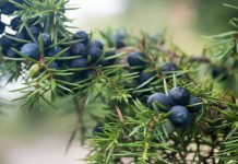 Ienupăr (Juniperus communis) – beneficii și proprietăți