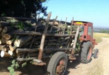 Bărbat de 71 de ani, cercetat pentru furt de lemne