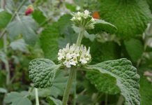 Unguraș (Marrubium vulgare) – beneficii și proprietăți
