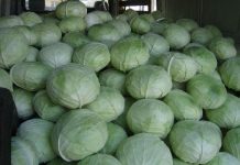 Polițiștii au confiscat peste 3,5 tone de varză