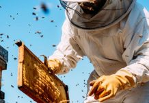 Agricultura pe înțelesul tuturor – APICULTURA – între lege și fărădelege