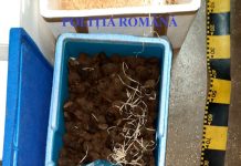 Captură impresionantă de trufe, peste 60 de kilograme, confiscate de polițiști de la un timișorean