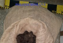 FOTO: Captură impresionantă de trufe în Gorj, peste 60 de kg, în mașina unui timișorean