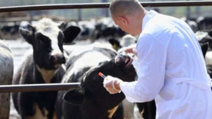 Medic-veterinar-640x360