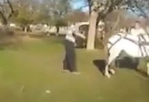 Doi gorjeni, cercetați penal, după ce au exercitat acte de violență asupra unor cabaline