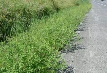 Agricultura pe înțelesul tuturor – AMBROZIA, buruiana care a speriat Europa