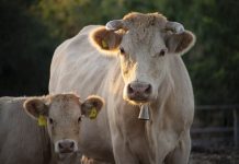 A fost prelungit termenul de aplicare a schemei de ajutor de stat în sectorul creșterii animalelor