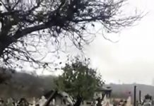 VIDEO: Stână de oi și capre, mutată în cimitir, la Turburea de Sus