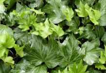 Iedera (Hedera helix) – beneficii și proprietăți