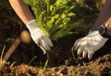 APIA continuă până pe 11 decembrie primirea cererilor pentru schema Sprijin pentru prima împădurire