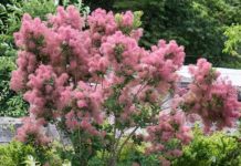 Scumpie (Cotinus coggygria) – beneficii și proprietăți