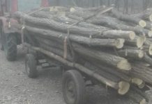 S-a ales cu dosar penal, după ce a tăiat lemne din propria pădure