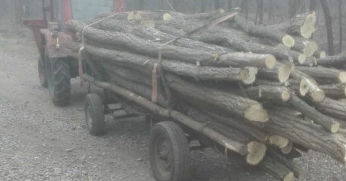 transport-lemne