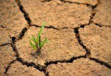 APIA efectuează a doua tranșă de plăți aferentă ajutorului de stat pentru culturile afectate de seceta pedologică