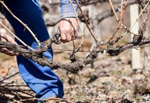 Agricultura pe înțelesul tuturor – Tăierile tehnologice la vie