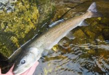 Râul Jiu, populat cu o tonă de crap