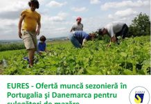 Pe final de an – Ofertă bogată de locuri de muncă pentru gorjeni în Portugalia şi Danemarca pentru culegători de mazăre