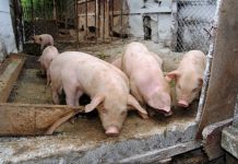 Fără porci la vânzare anul acesta