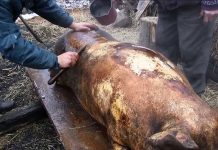 Recomandările DSVSA pentru gorjenii care sacrifică în gospodării porcii
