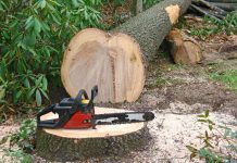 Prinși la furat de lemne